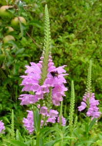 Innovations - Physostegia