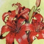 Innovaties - Lilium Enchantment