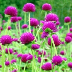 Innovations - Gomphrena