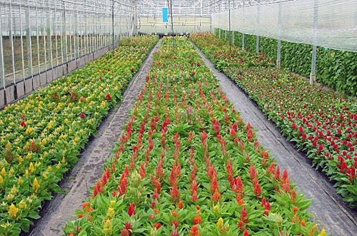 Celex - potplanten_selectieveld